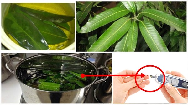 Las hojas de mango, útil para combatir la diabetes