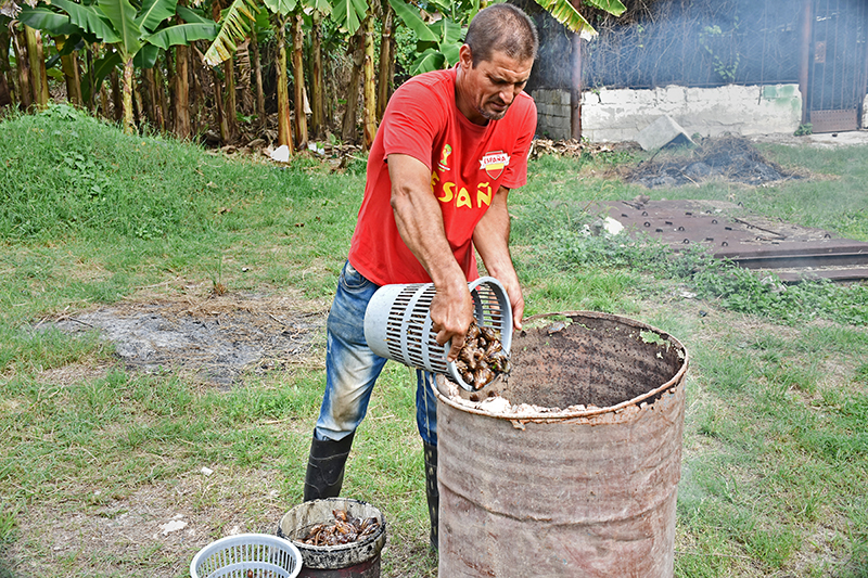 El Club de Motos El�ctricas �atropella� al caracol gigante africano. Foto: Sergei Montalvo Ar�stegui