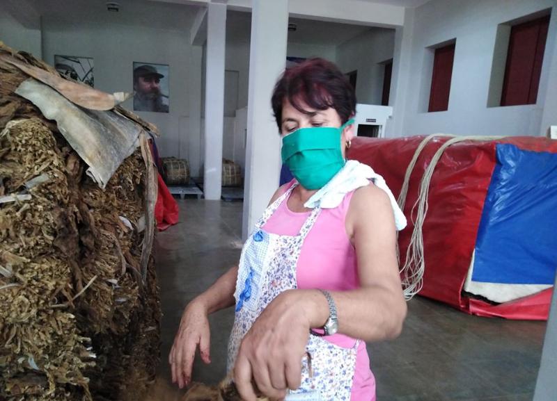 Garantizan tabacaleros pinareños producciones para la exportación