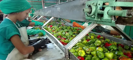 Conservas Granma recupera atraso en producciones derivadas del tomate 