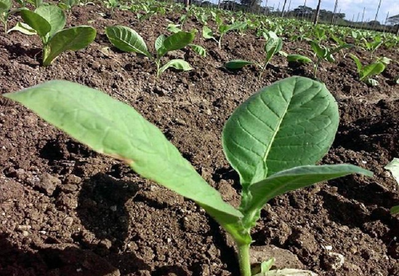 Inicia campaña de siembra de tabaco en Granma