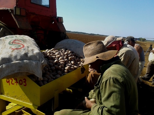 Culminará Empresa Horquita de Cienfuegos exitosa siembra de papas