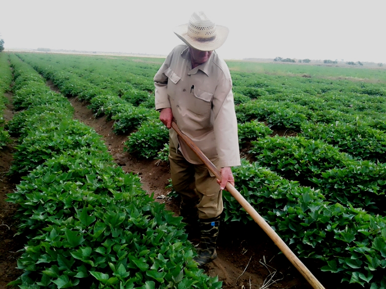 Inici Cienfuegos Campa A De Siembra De Los Cultivos De Primavera